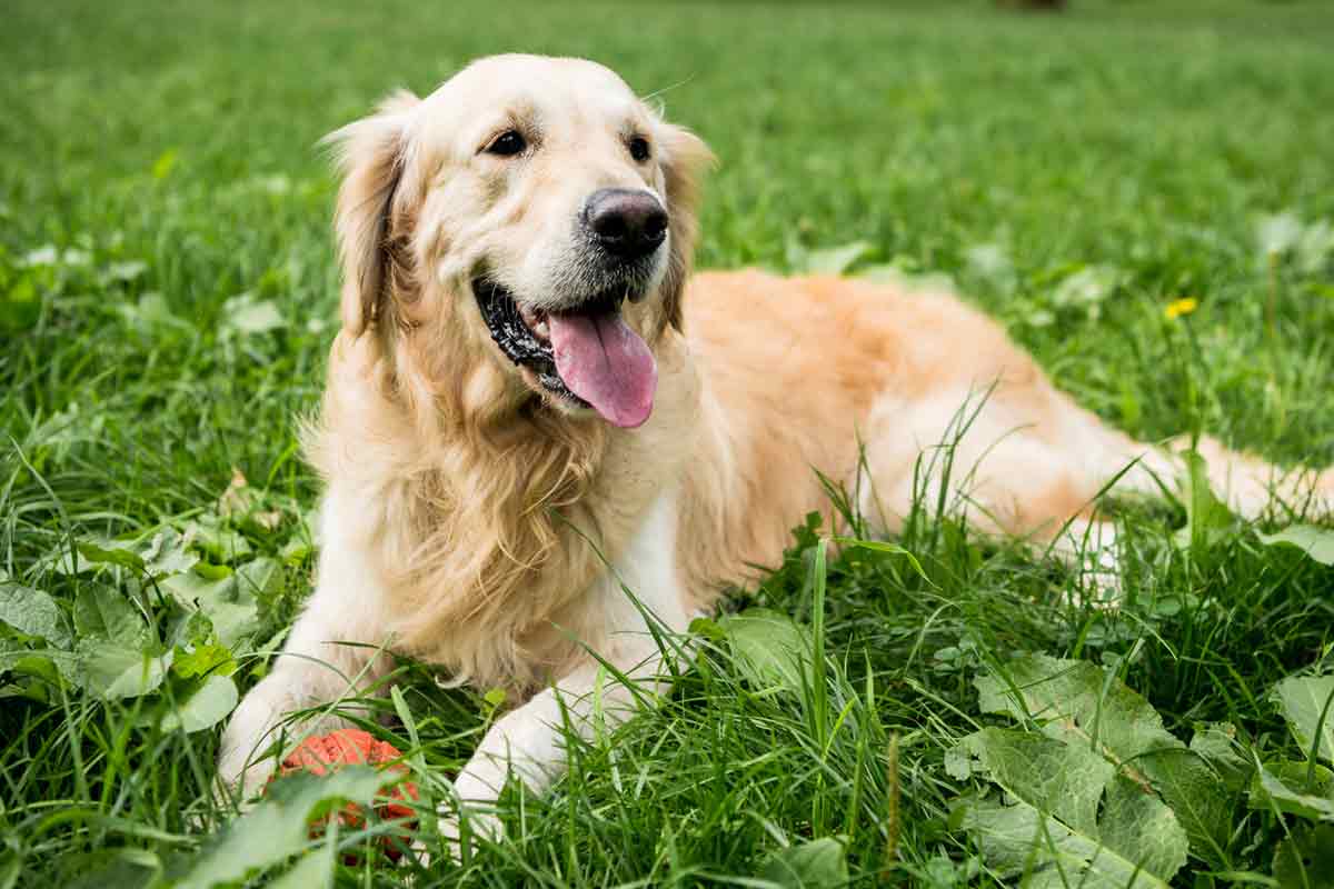 tiergestuetzte-therapie_1200 Ergotherapie mit Hund in Chemnitz